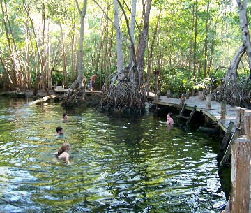 SWIMMING IN THE FRESHWATER SPRING IN THE MANGROVES WAS EXOTIC